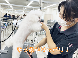 定期シャンプーでいつも清潔！